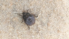 Chlorochroa juniperina