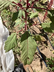 Chenopodium quinoa