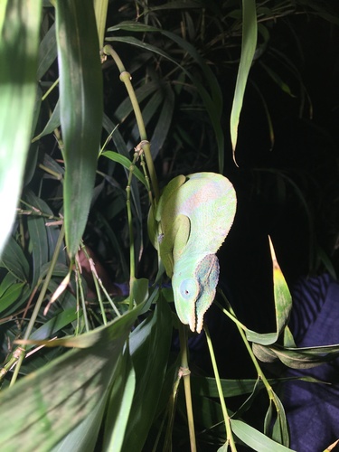 Matschie’s two-horned chamaeleon, Kinyongia matschiei