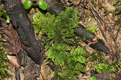Thuidium laeviusculum