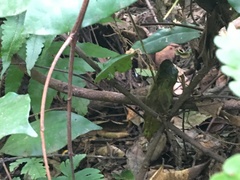 Trioceros deremensis