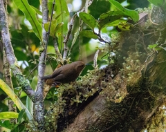 Troglodytes ochraceus