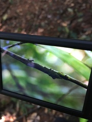 Rhampholeon spinosus