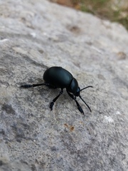 Timarcha tenebricosa