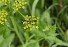 Gasteruption caucasicum