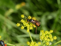 Ichneumon sarcitorius
