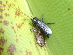 Tachysphex nigerrimus