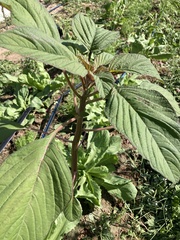 Chenopodium quinoa