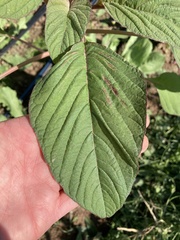 Chenopodium quinoa
