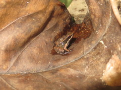 Mannophryne trinitatis