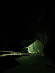 Trioceros deremensis