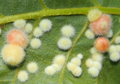 Caryomyia holotricha