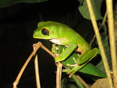 Phyllomedusa trinitatis