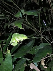 Trioceros deremensis