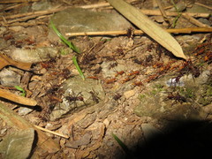 Eciton burchellii