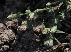 Sporobolus aculeatus