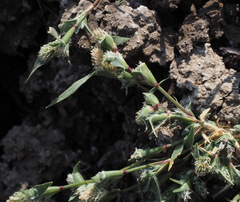 Sporobolus aculeatus