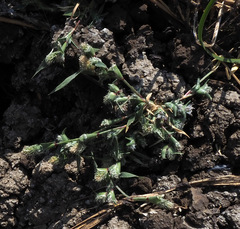 Sporobolus aculeatus