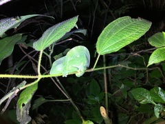 Trioceros deremensis