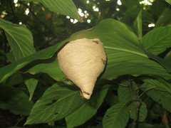 Angiopolybia