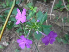 Liriomyza phloxiphaga