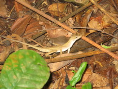 Anolis planiceps