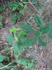 Liriomyza phloxiphaga
