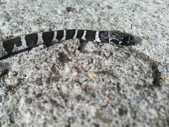 Dipsas sanctijoannis