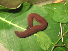 Macroperipatus torquatus