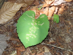 Scrobipalpula manierreorum