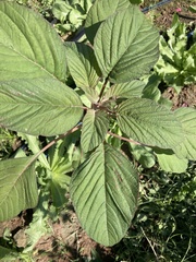 Chenopodium quinoa