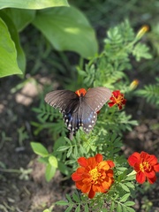Papilio troilus