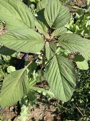 Chenopodium quinoa