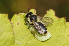 Megachile inermis
