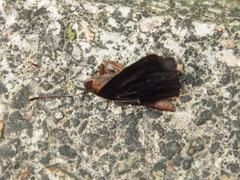 Rohana parisatis staurakius