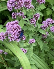 Sphex pensylvanicus