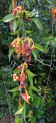 Pyrostegia