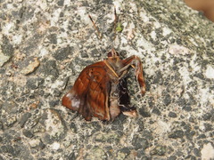 Rohana parisatis staurakius