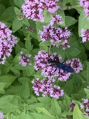 Sphex pensylvanicus