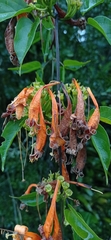 Pyrostegia