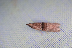 Nephopterix angustella