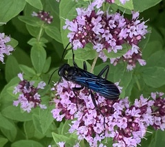 Sphex pensylvanicus