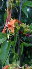 Pyrostegia