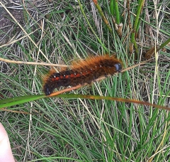 Acronicta menyanthidis