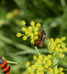 Ichneumon sarcitorius
