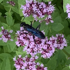 Sphex pensylvanicus