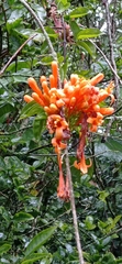 Pyrostegia