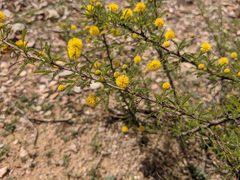 Vachellia vernicosa