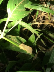 Rieppeleon brevicaudatus