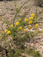 Vachellia vernicosa